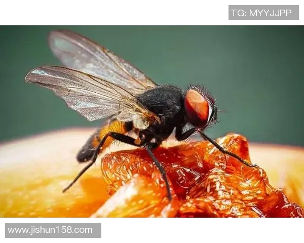 你不知道的篮球八卦：十大冷知识大揭秘